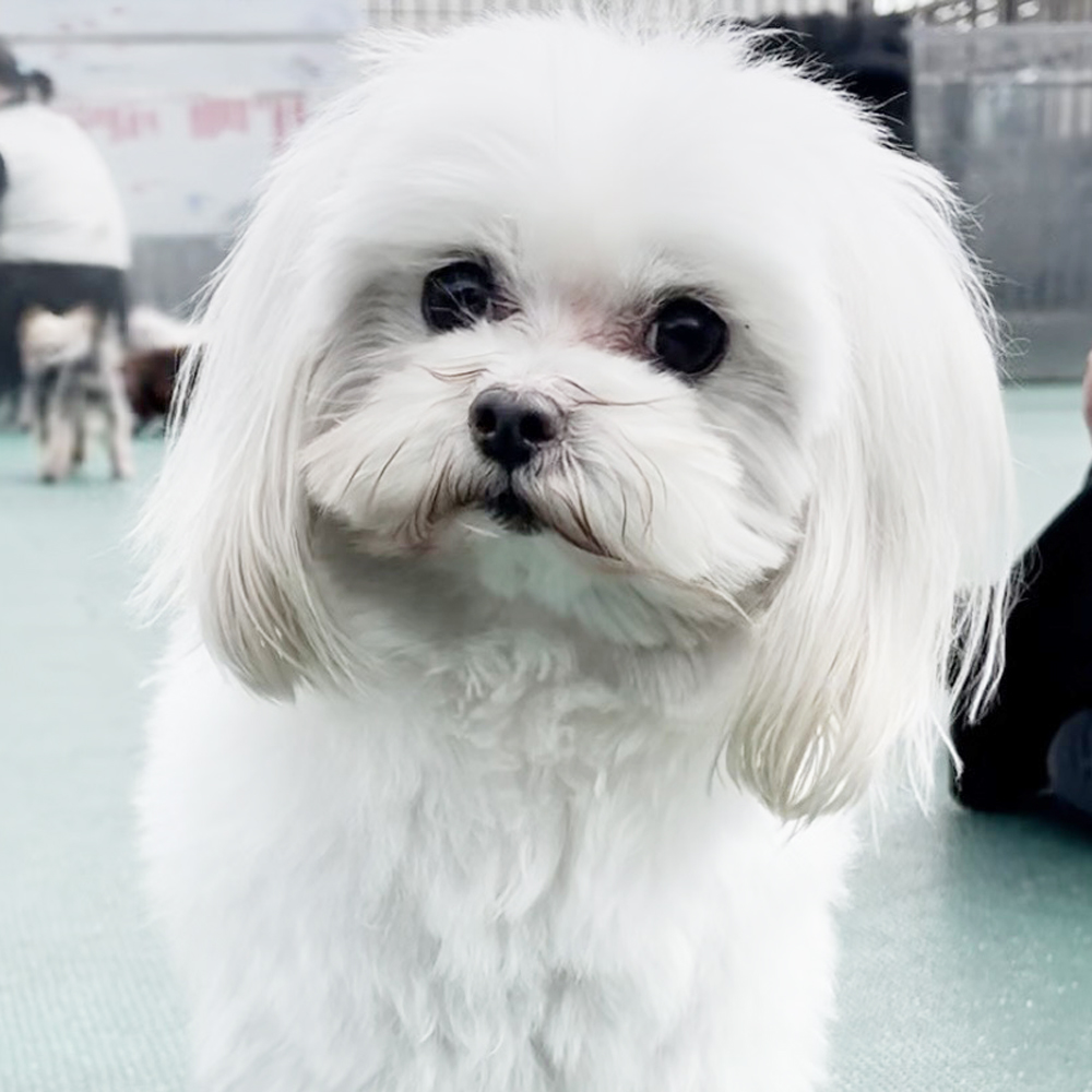 生徒が撮影したモデル犬写真♪